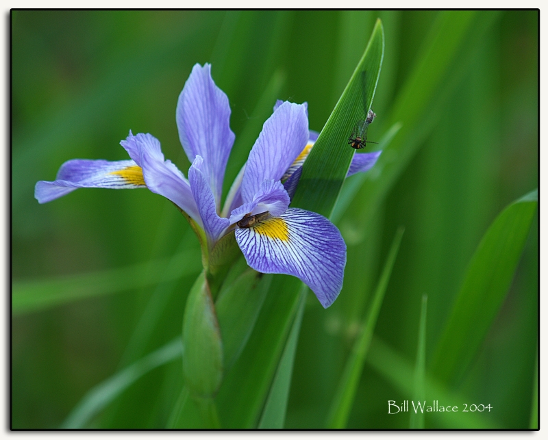 HM2: MC2 Flowers, Bill Wallace