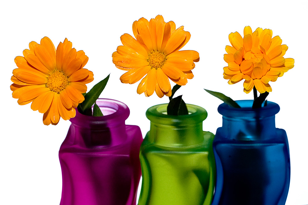 HM3: MC2 Flowers, AmerK
