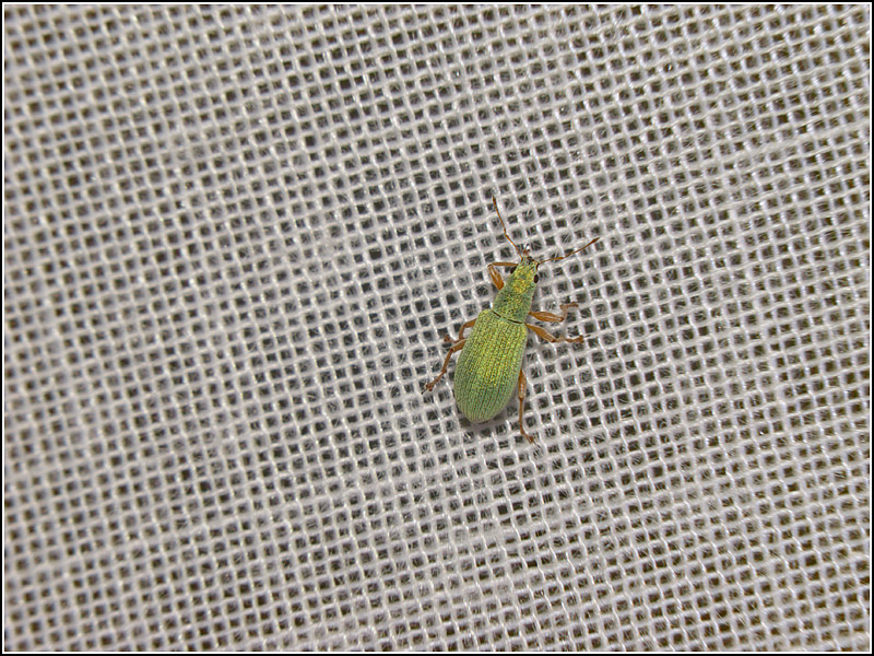 Curtain with beetle by _Michel_