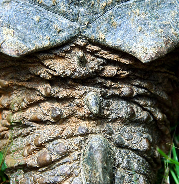 Turtle Tail by elips