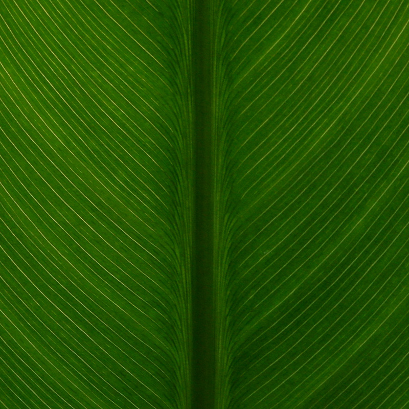 Veins by<br>Jeannie Burleson