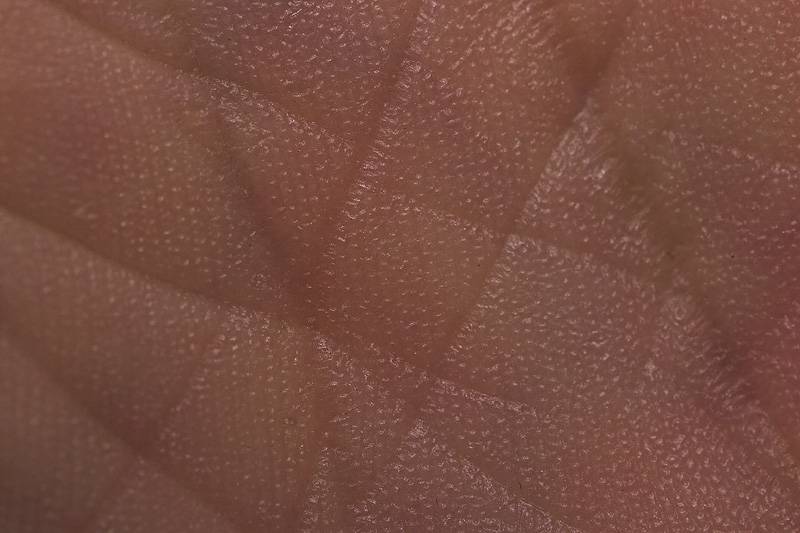 Palm Lines - gacb