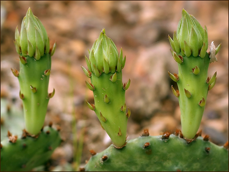 Prickly Pear by<br>Jeannie Burleson