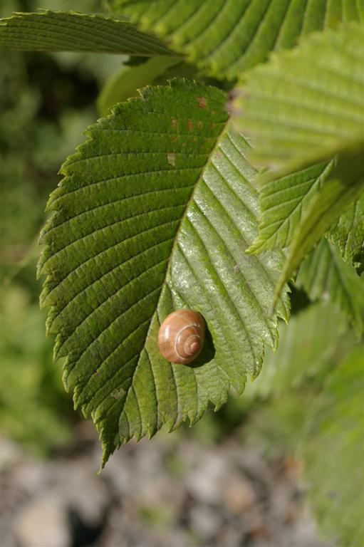 Snail on a leaf (Flipo)