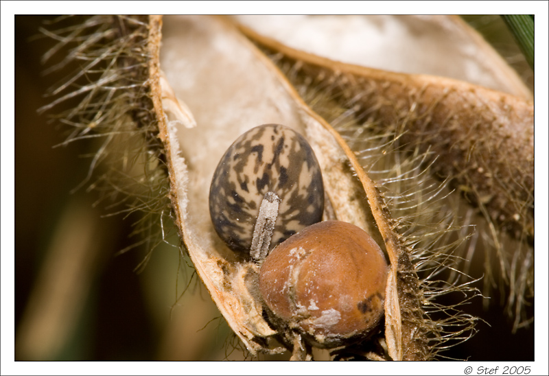 seeds (cuginostefano)