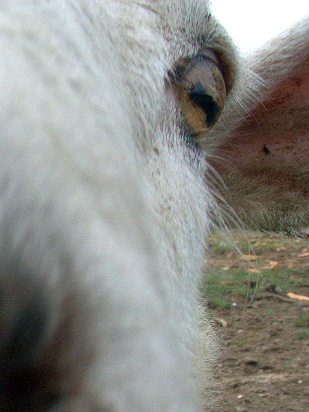 Sheep_eye.jpg