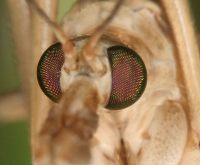 Eyes of the Cranefly by Racketman