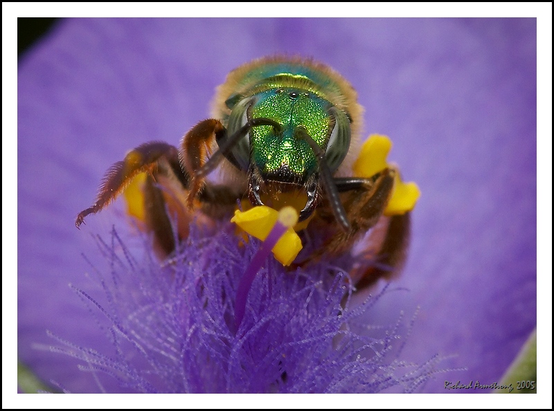 The Stare-Down by Richard Armstrong