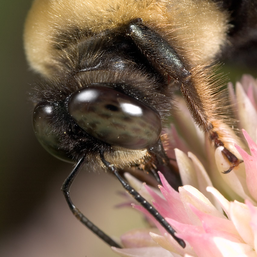 Bumblebee eyes - Duncan C