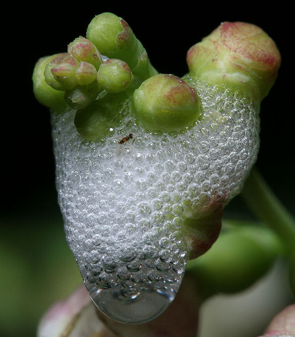 cuckoo spit by racketman