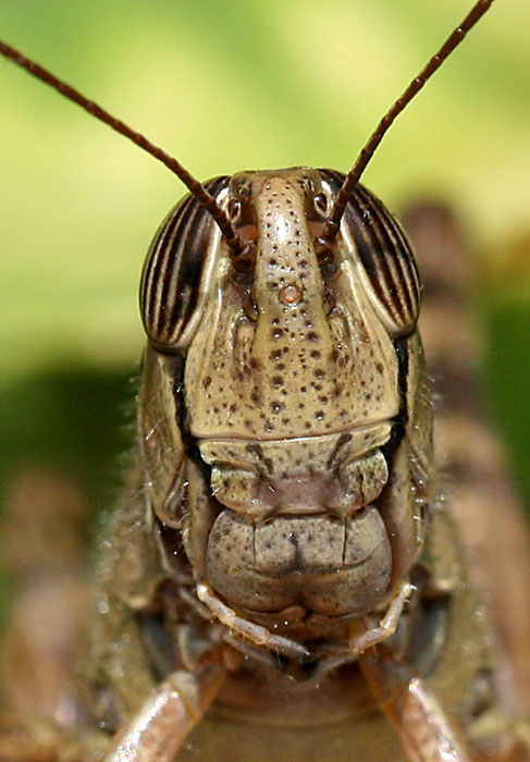 Grasshopper