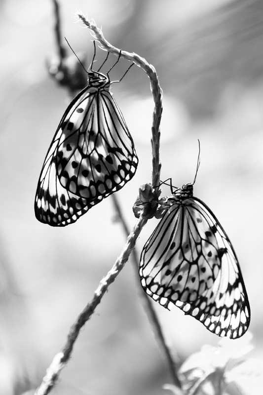 <b>MC16 B&W</br>2nd place</b><br>Butterflies - XTina