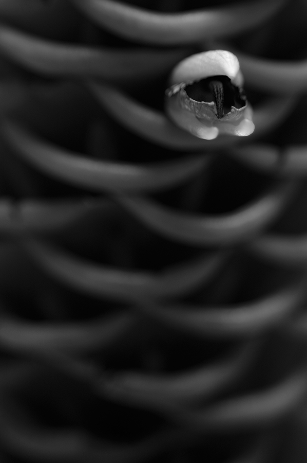 Alien #3