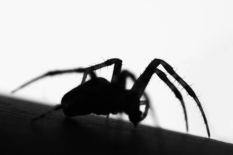 Lonesome Spider - JensR