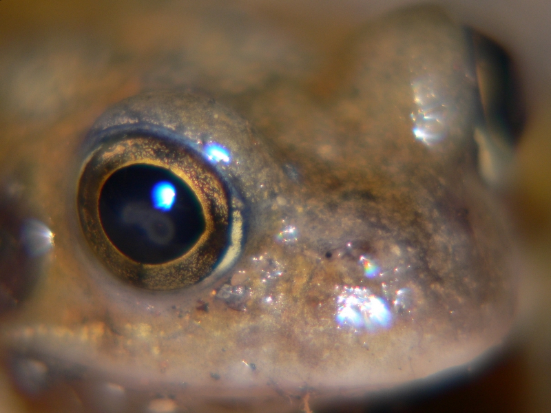 ive got my eye on you by mnt