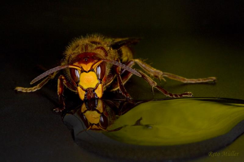 <b>MC4 Insect Faces<br>2nd place</b><br>Hornet - Einstein333