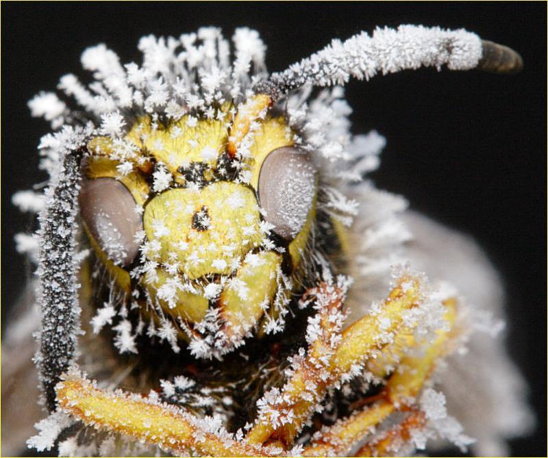 HM1: MC4 Insect Faces, Is it just me, or is it a bit chilly out here? - JimH