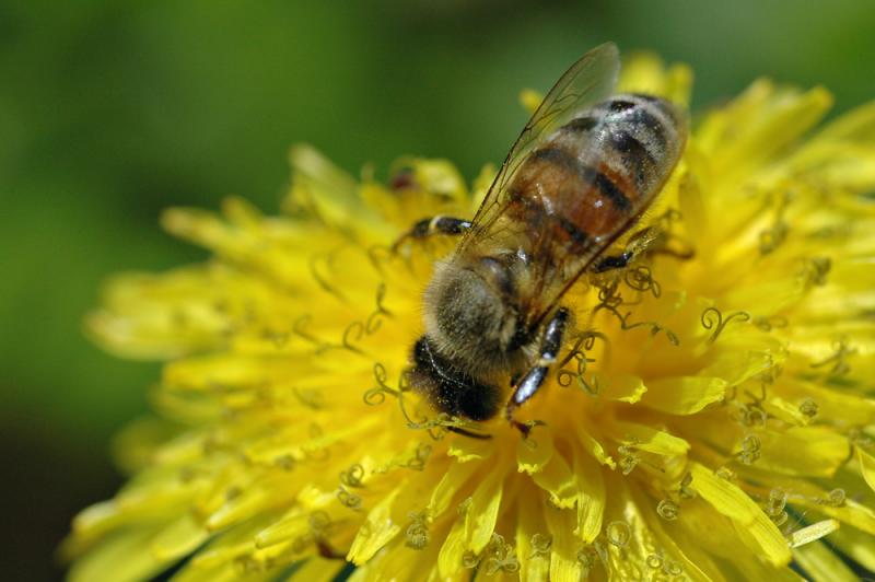 Busy as a.....    by debunix