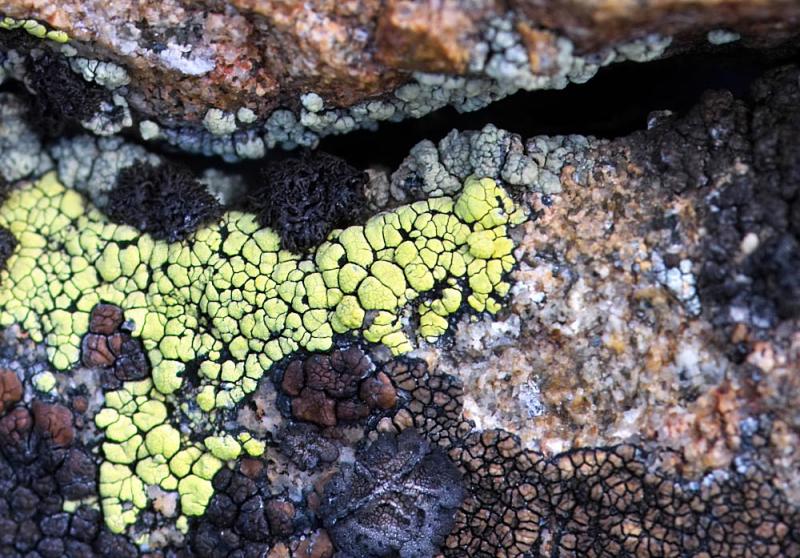Lichen Land - Lichania - Kendall HG