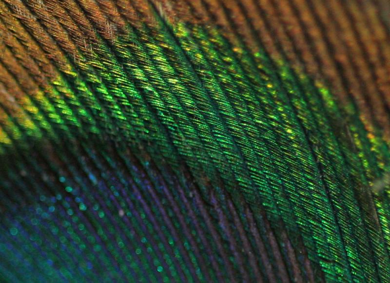  Peacock Feather by Scott