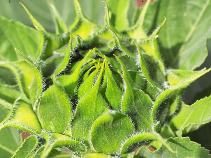 Sunflower 1 - Matt Merry