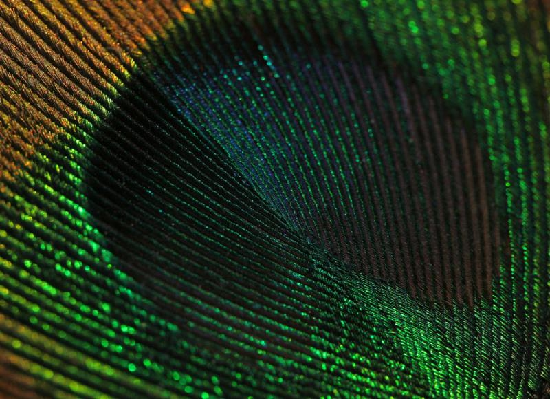 Peacock Feather by Scott