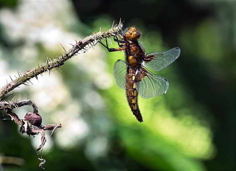 Object hanging from prickly twig - Frits Thomsen