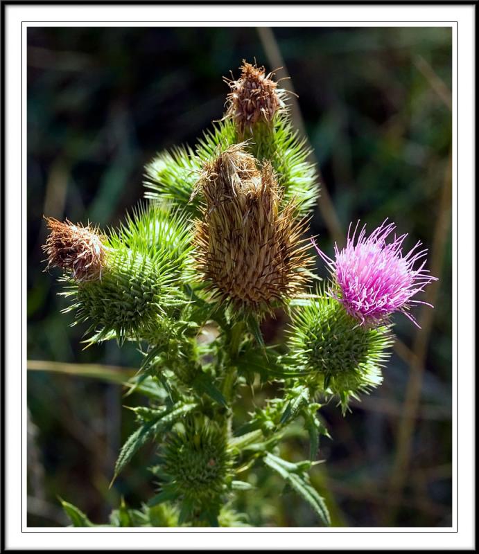 Prickley Flower by Michael Kaplan