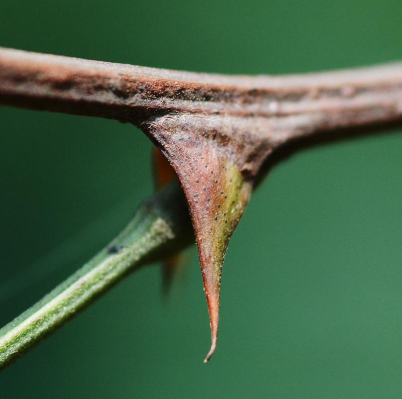 Locust Thorn by Chris