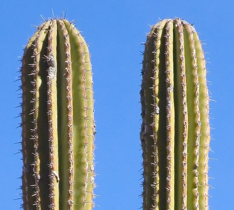 Cactus twin May 2005 by Warren