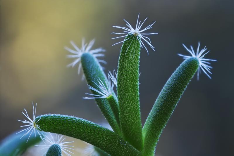 Desert Rose Trichodiademadensum