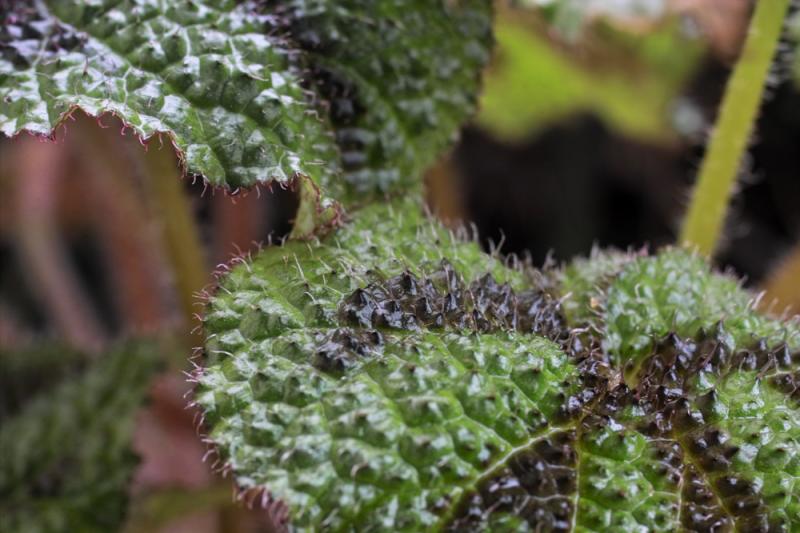 Iron Cross Hairy Begonia by Peter Spader