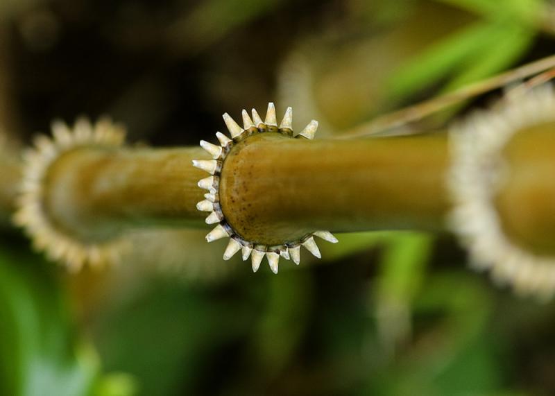 Bamboo Teeth