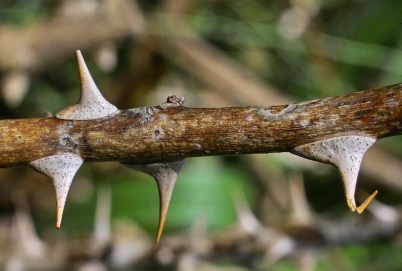 Rose Bush Thorns by Nancy Spader