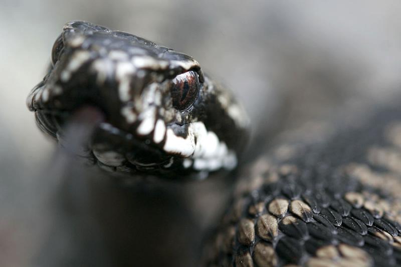 Adder by Bent Christensen