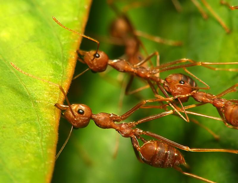 Office Teamwork-by tchuanye, Camera:FZ10