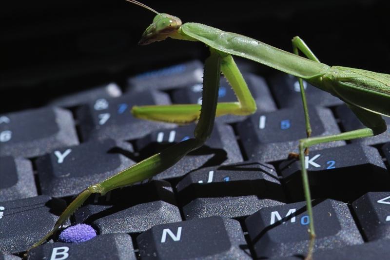 Hello sir, any software bugs you may want to share with me?
