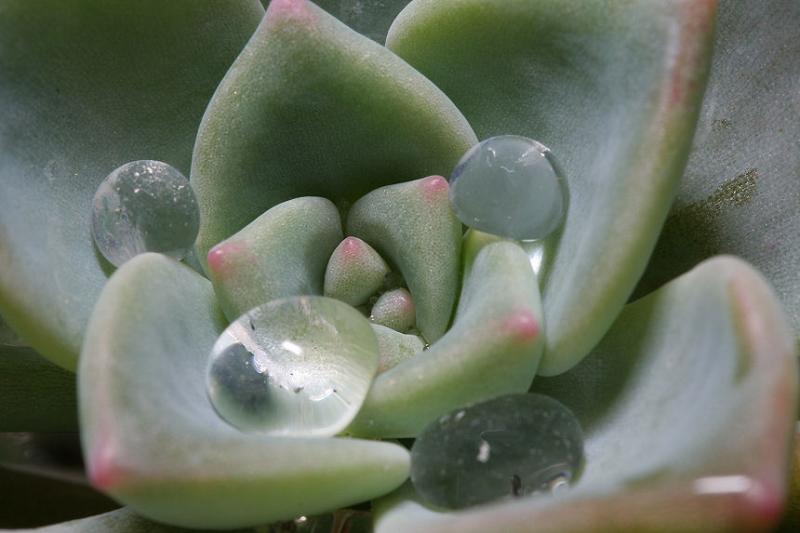 raindrops by racketman