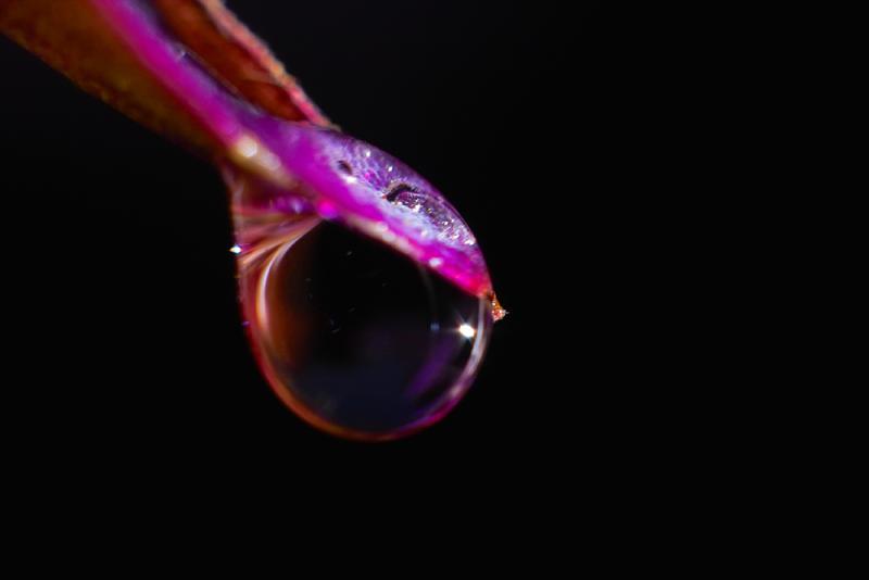 water snake     by Rick W