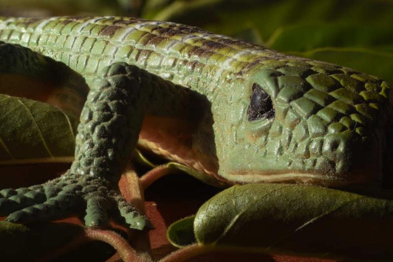 Lizard by tucsondave