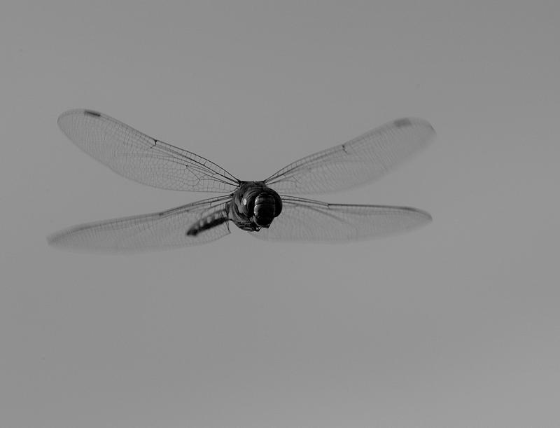 Dragonfly in flight by Frits Thomsen