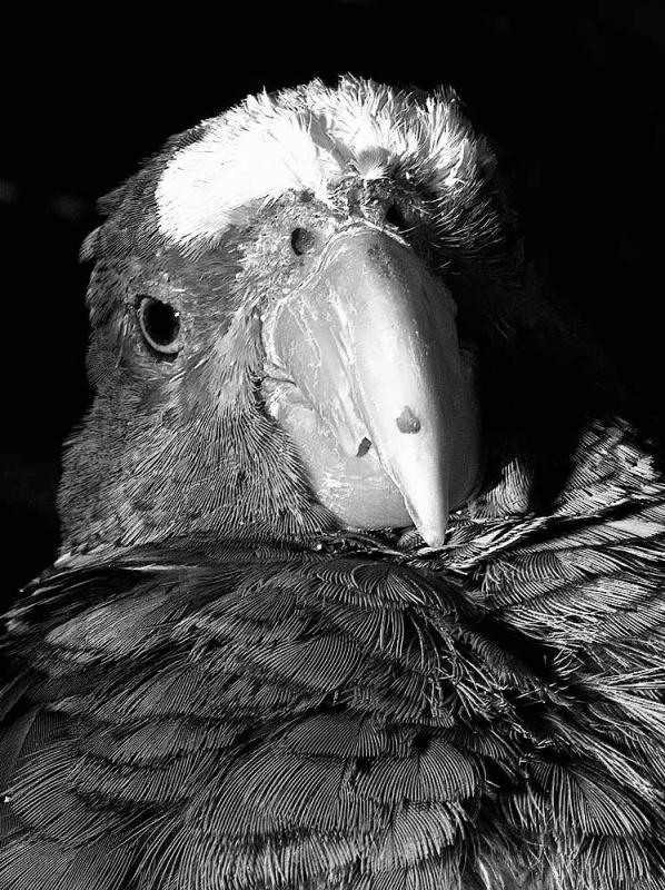 Parrot - tucsondave