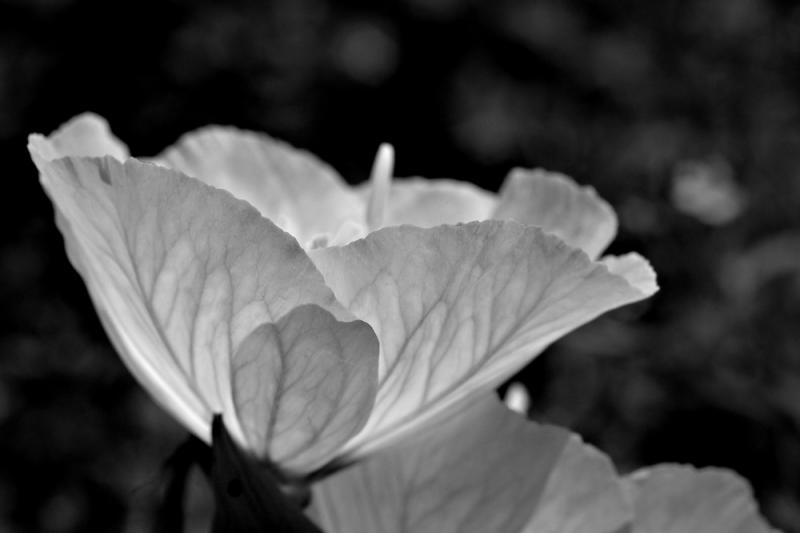 Evening glow--debunix