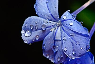 Flower with raindrops by Alastair