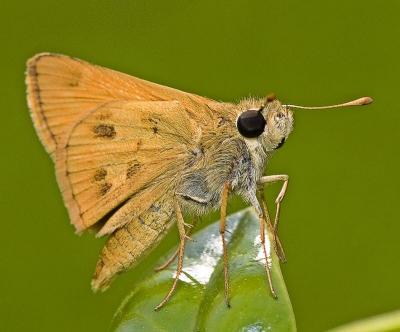 Skipper butterfly on shiny leaf by Alastair