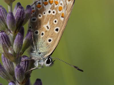 Lavender by Tchou