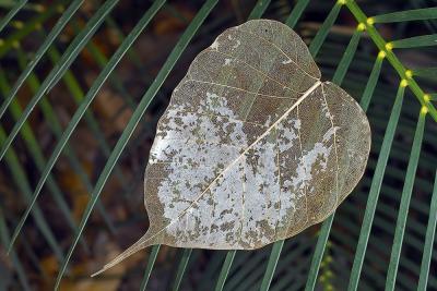 Leaf Structure by Mike Morrison