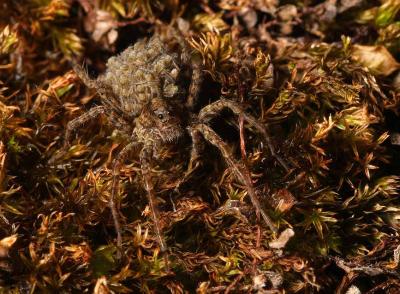 Wolf Spider in leaf litter by Lord Vetinari