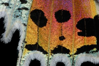 Sunset Moth Wing by Colind