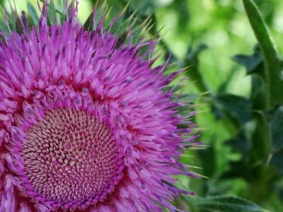 Thistle by Rob